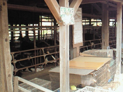 関口牧場の牛舎